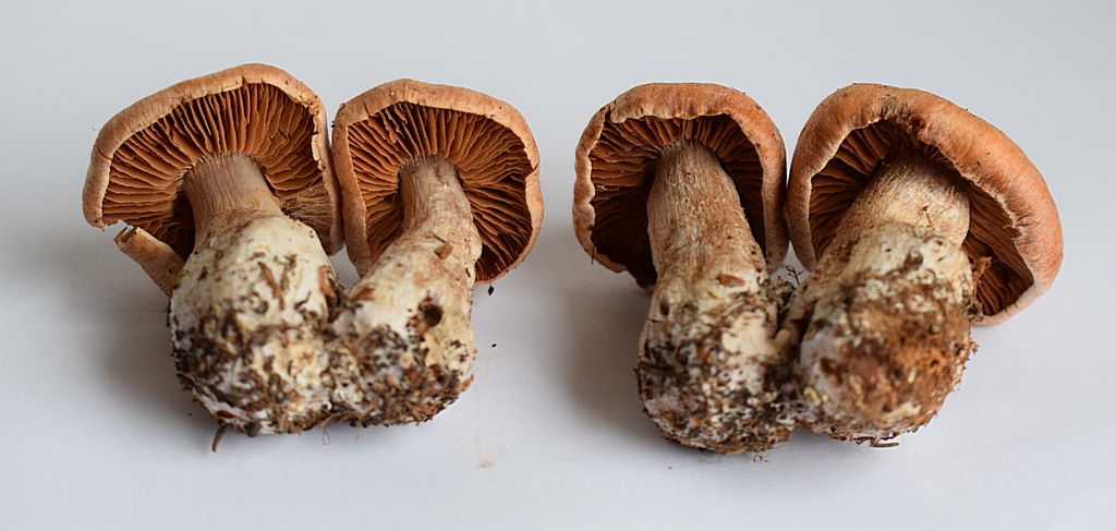 Cortinarius bivelus_1.2.JPG