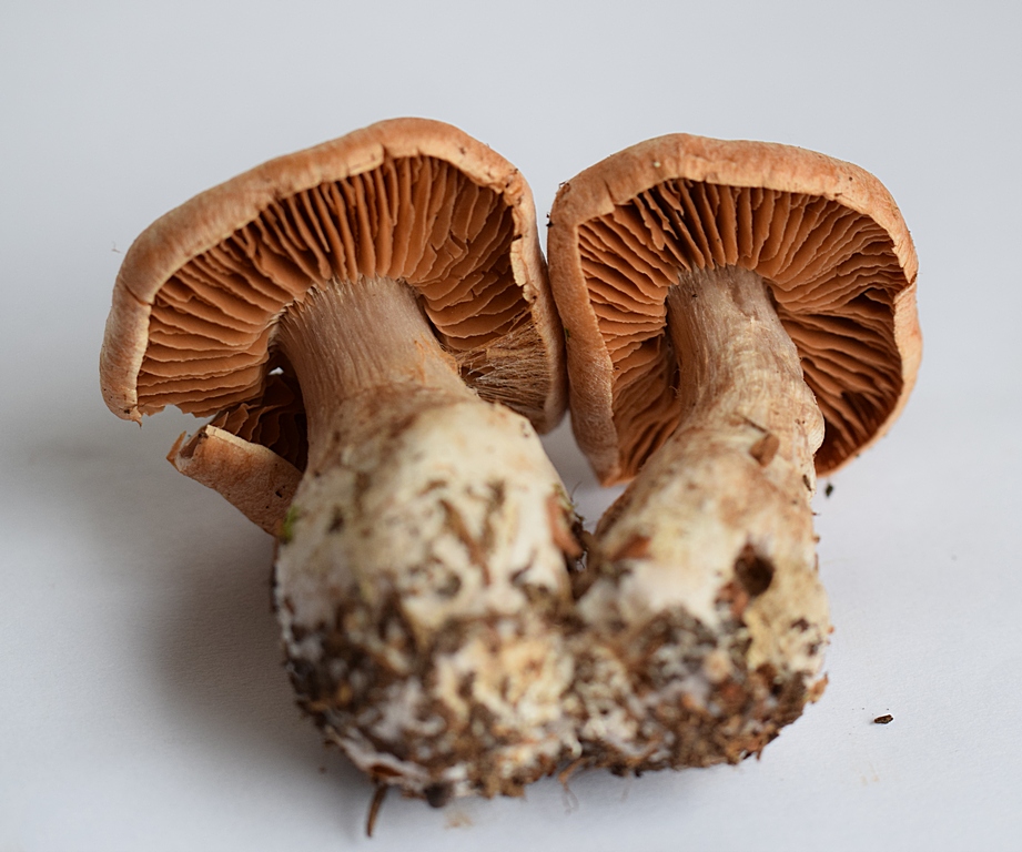 Cortinarius bivelus_1.3.JPG