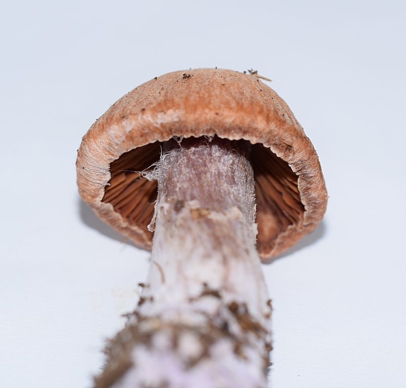 Cortinarius bivelus_1.4.JPG