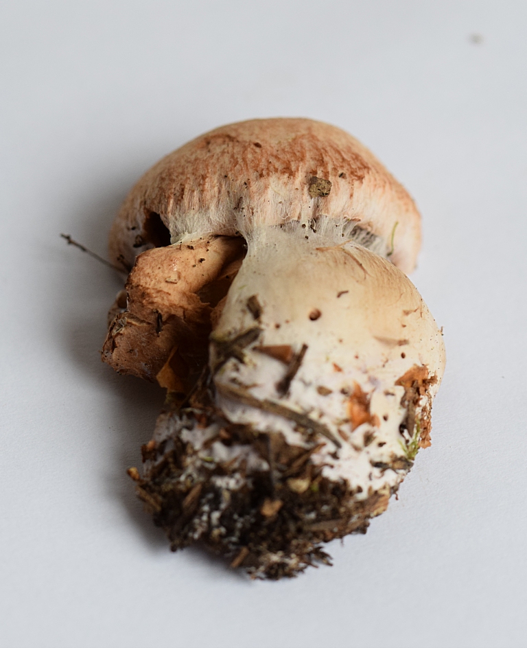 Cortinarius bivelus_1.5.JPG