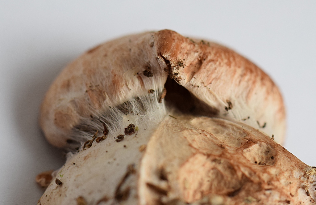 Cortinarius bivelus_1.6.JPG