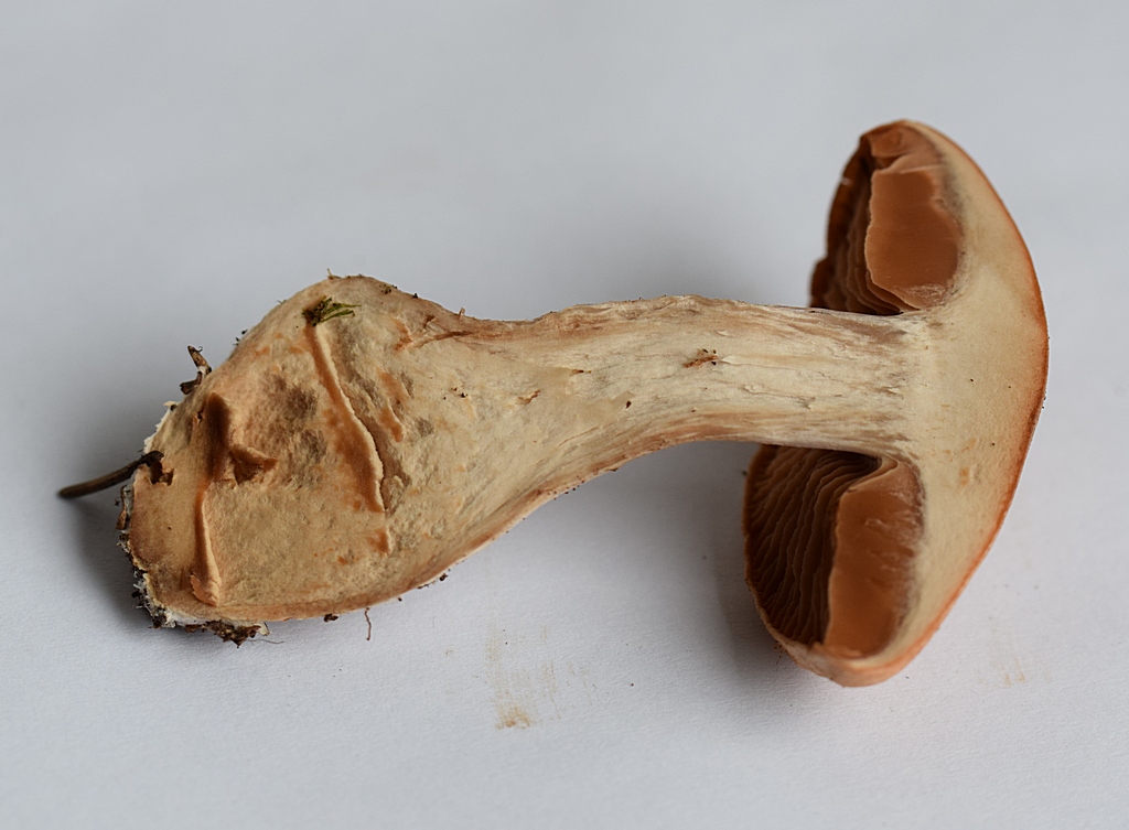 Cortinarius bivelus_1.7.JPG