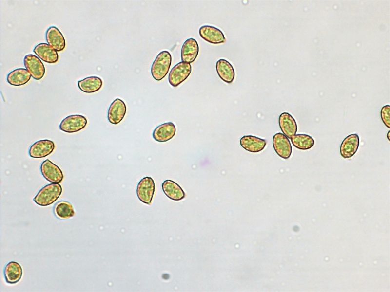 Cortinarius bivelus_1.8.jpg
