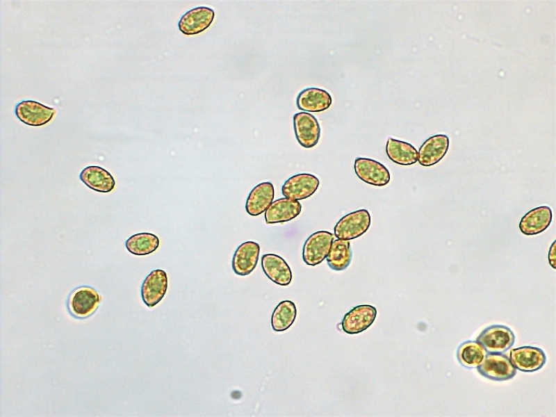 Cortinarius bivelus_1.9.jpg