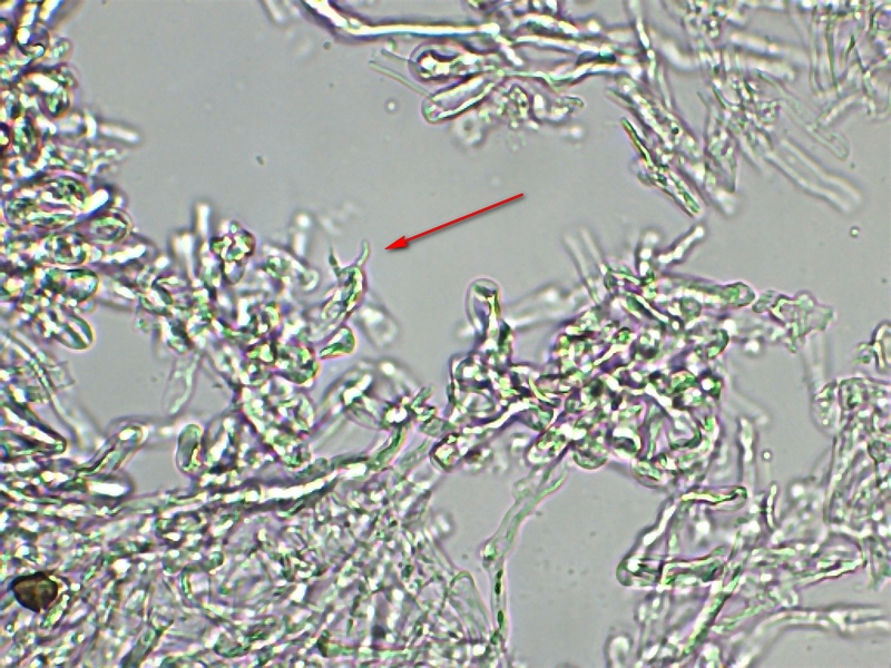 Clavaria coralloides_1.jpg