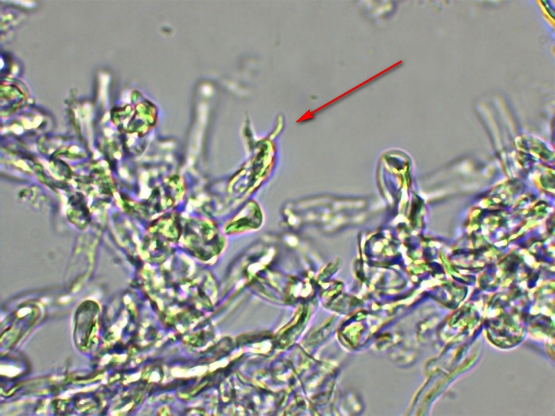 Clavaria coralloides_2.jpg