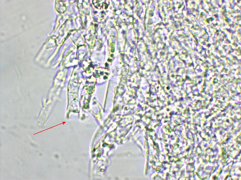 Clavaria coralloides_3.jpg