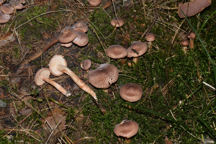 Inocybe sp.1.0.JPG