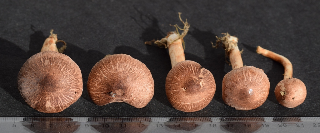 Inocybe sp.1.2.JPG