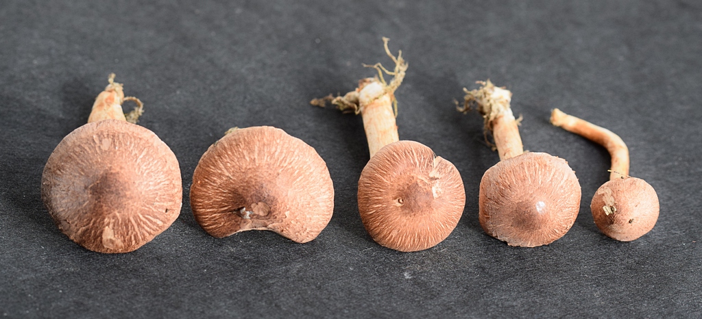 Inocybe sp.1.3.JPG