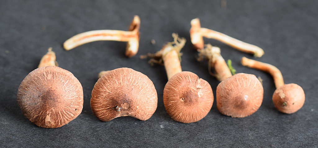 Inocybe sp.1.4.JPG