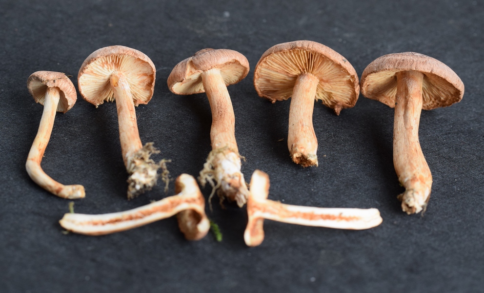 Inocybe sp.1.5.JPG