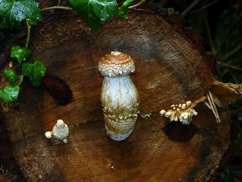 Baumpilz_k01-b (Copy).jpg