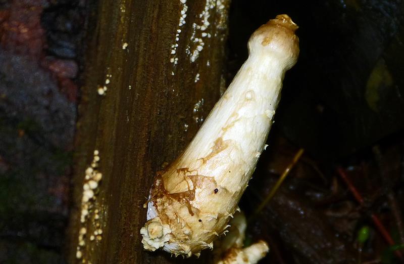 Baumpilz_k04-b (Copy).jpg