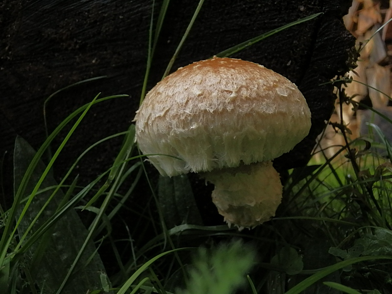 Pholiota populnea_1.1.jpg