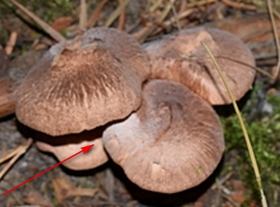 Trich. imbricatum.1.1a.JPG