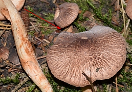 Trich. imbricatum.1.1b.JPG