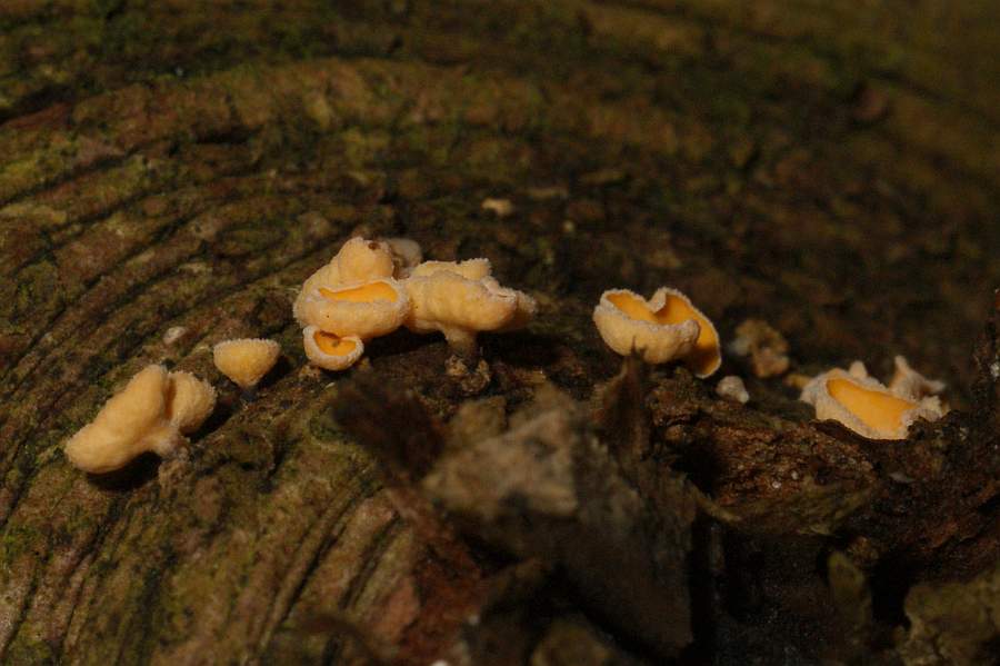 Blick auf Becherunterseite und Stiele