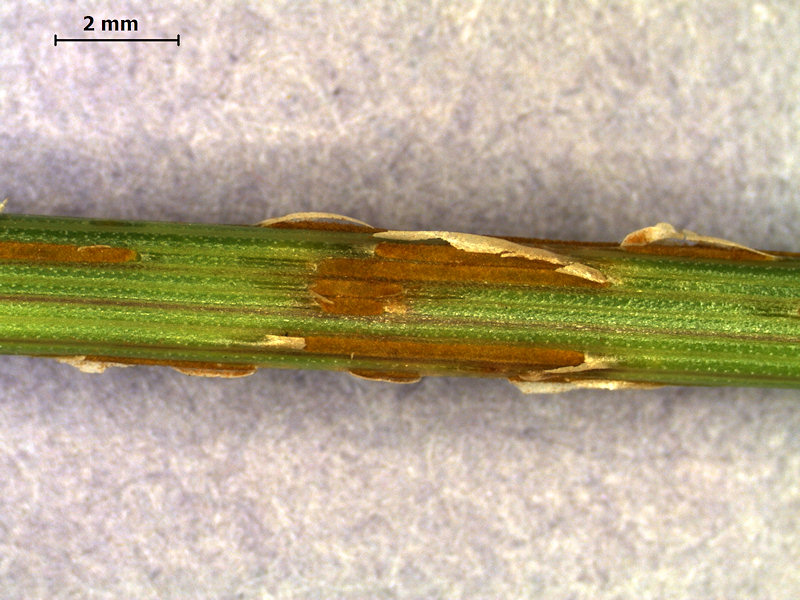 Puccinia_graminis_1.jpg