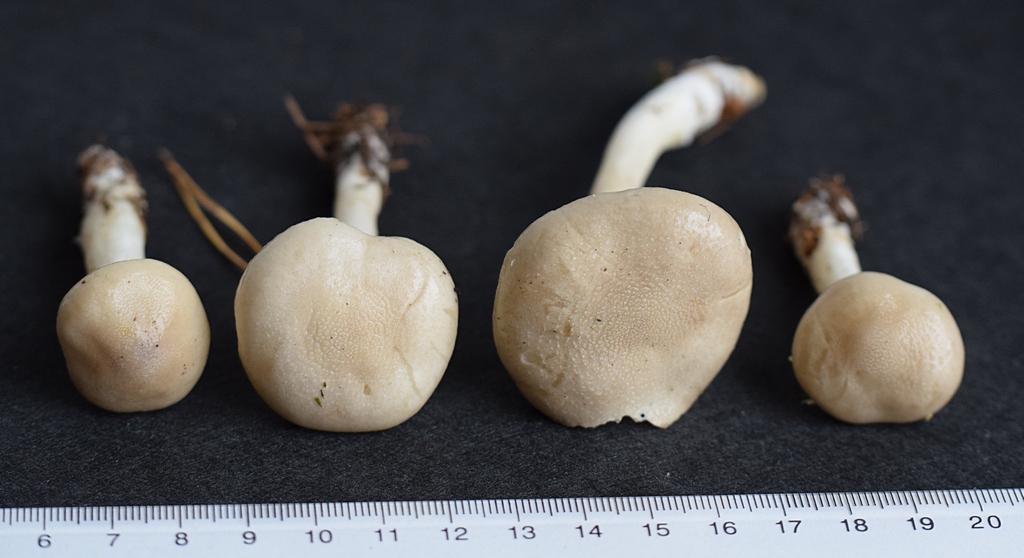 Hygrophorus agathosmus_1.0 .JPG