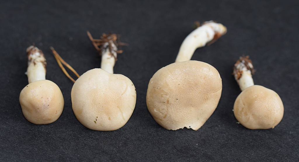 Hygrophorus agathosmus_1.1 .JPG