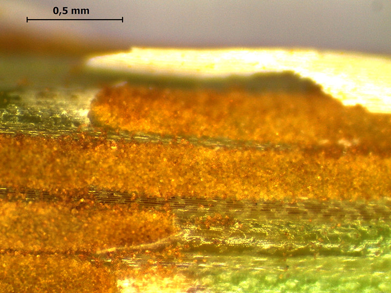 Puccinia_graminis_2.jpg