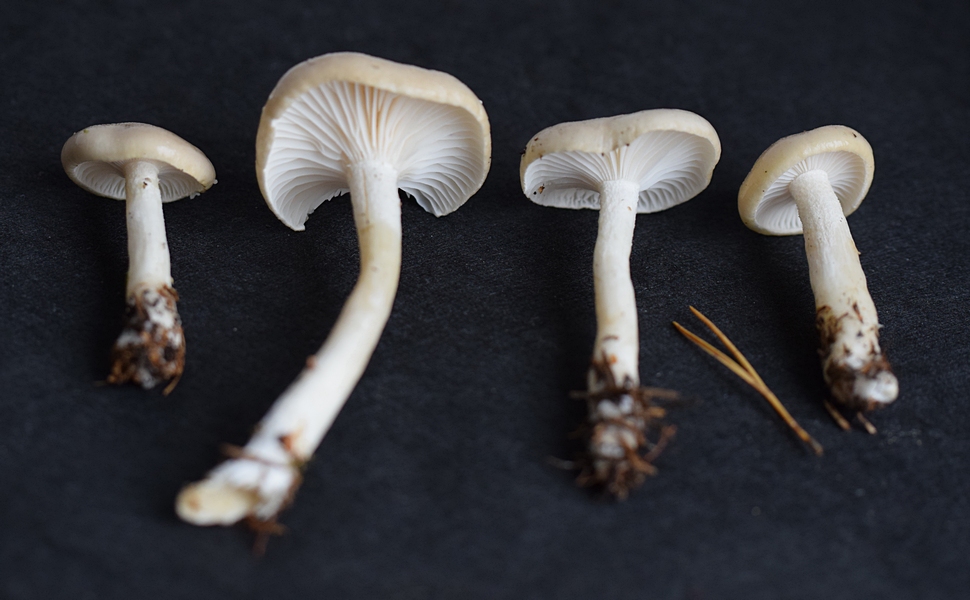 Hygrophorus agathosmus_1.2 .JPG