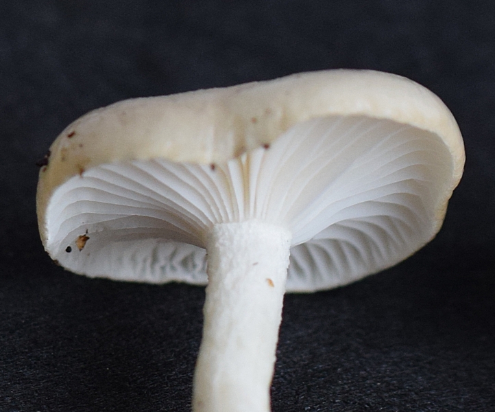 Hygrophorus agathosmus_1.3 .JPG