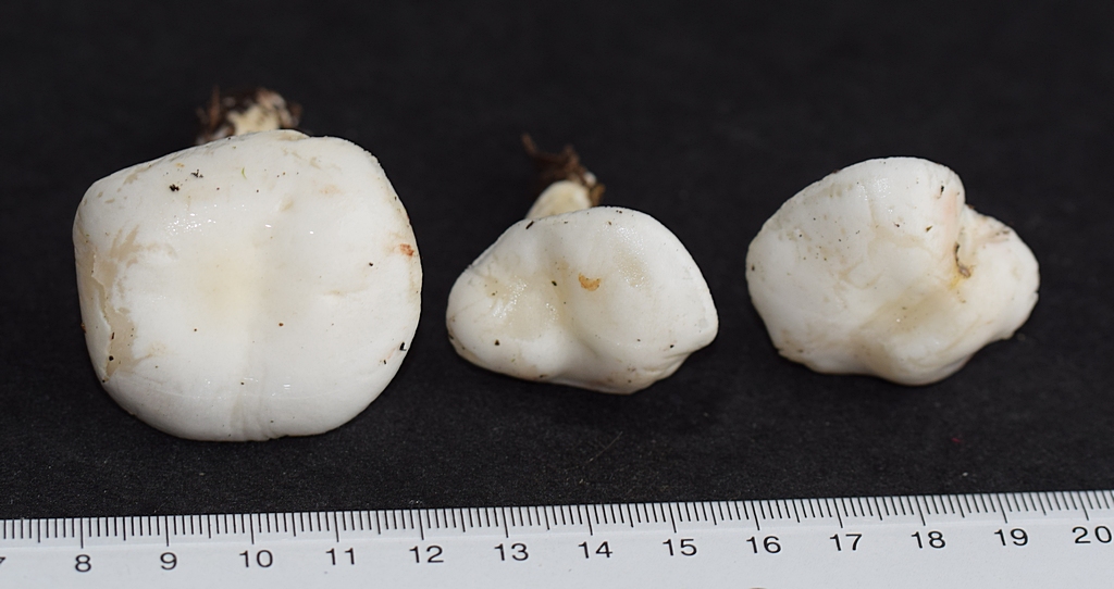 Hygrophorus agathosmus_1.5 .JPG