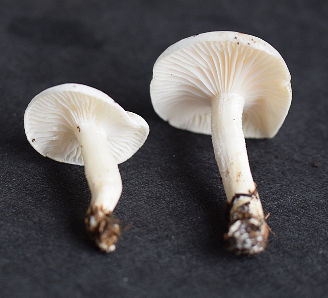 Hygrophorus agathosmus_1.7 .JPG