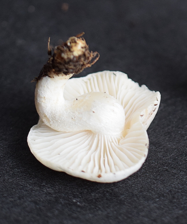 Hygrophorus agathosmus_1.8 .JPG