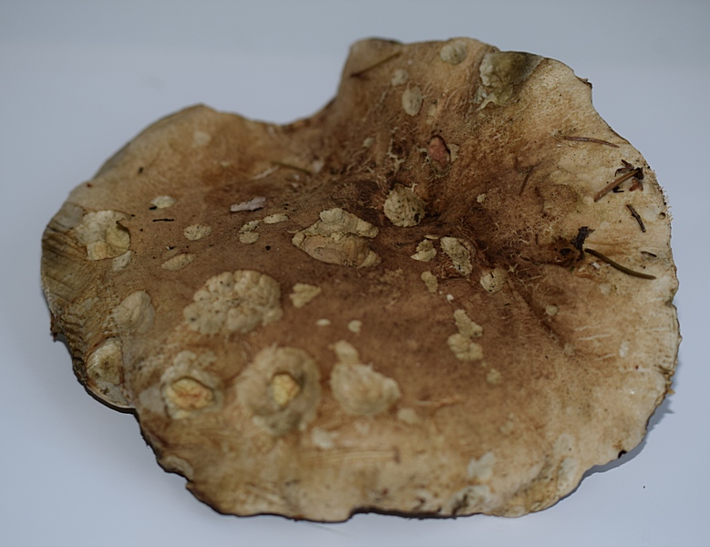 Boletus calopus_5.1.JPG