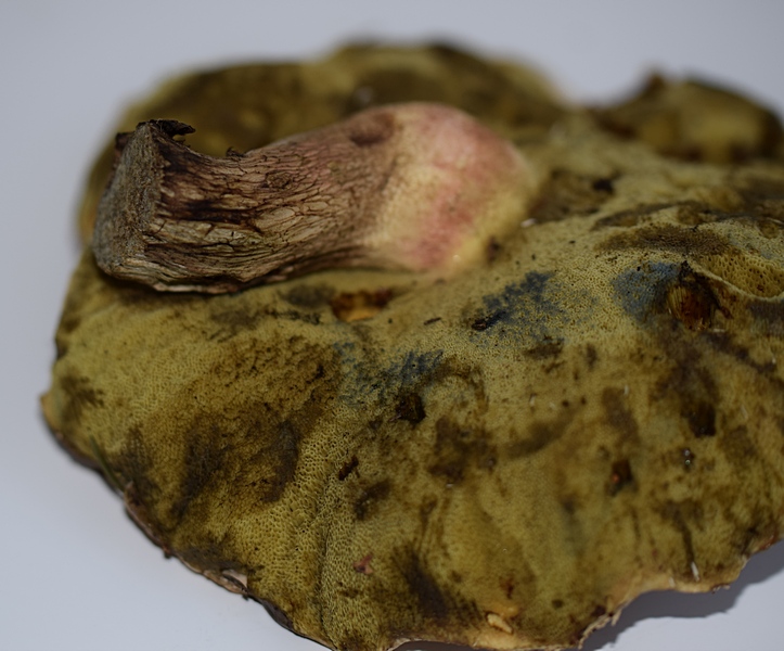Boletus calopus_5.3.JPG