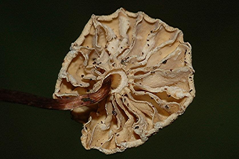 DSC_2372 Ausschnitt, Schärfe 75 %.JPG