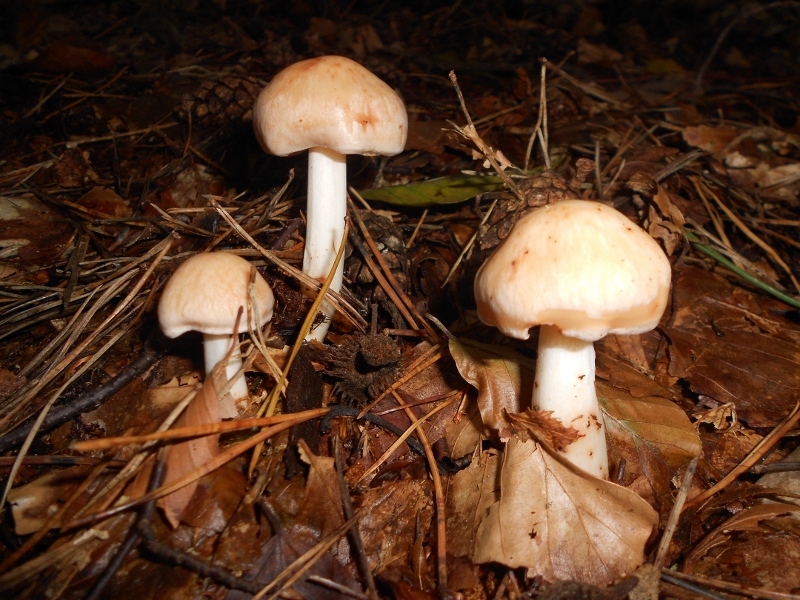 Rhodocollybia maculata.jpg