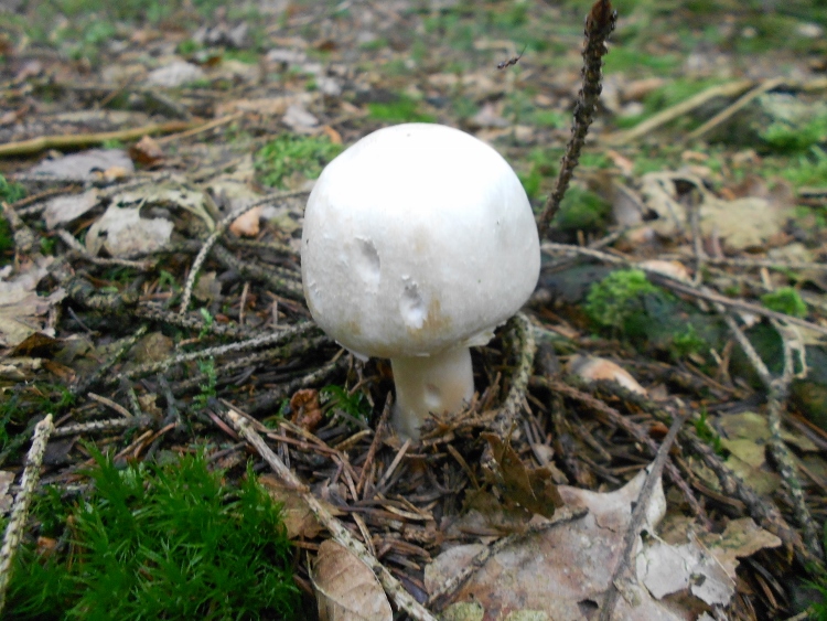 Agaricus arvensis.jpg