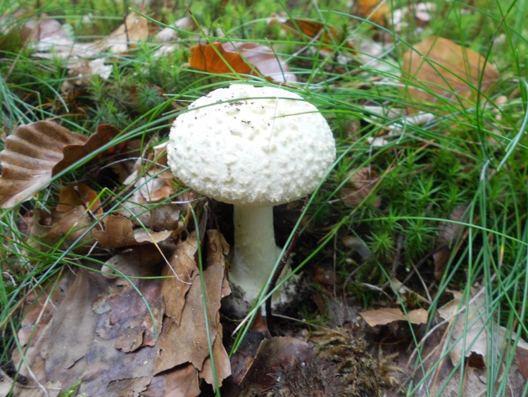 Amanita citrina.jpg