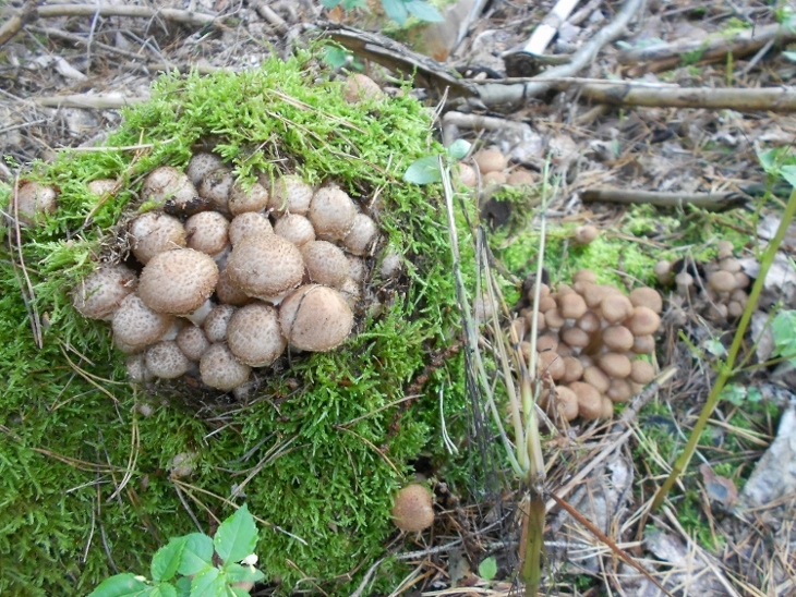 Armillaria ostoyae.jpg