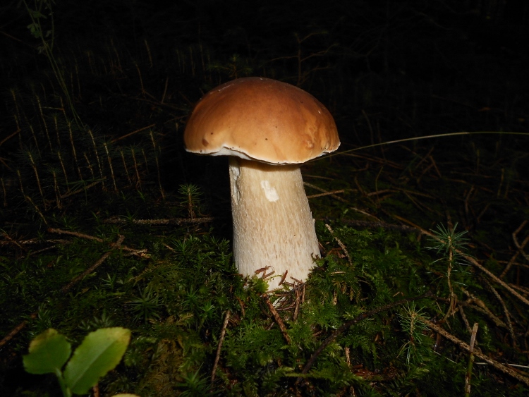 Boletus edulis (2).jpg