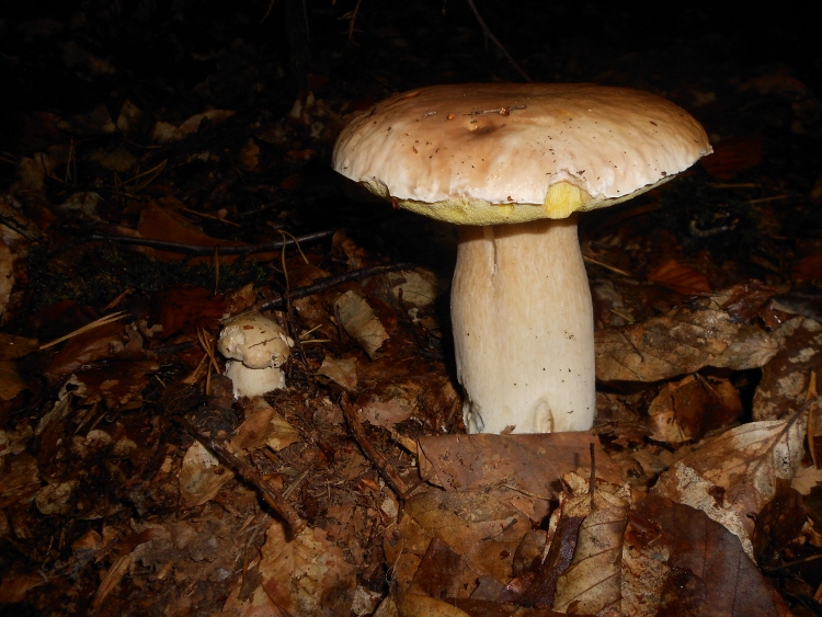 Boletus edulis (3).jpg
