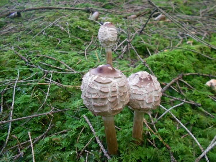 Chlorophyllum rachodes .jpg