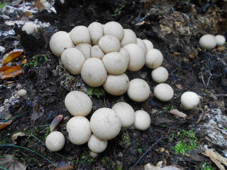 Lycoperdon pyriforme.jpg