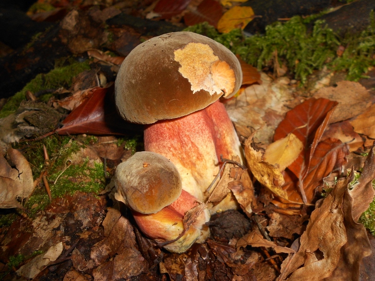 Boletus erythropus .jpg