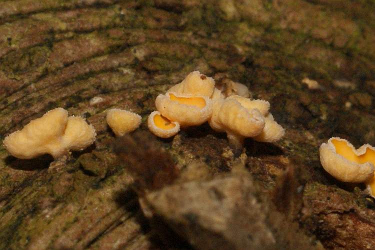 Blick auf Becherunterseite und Stiele