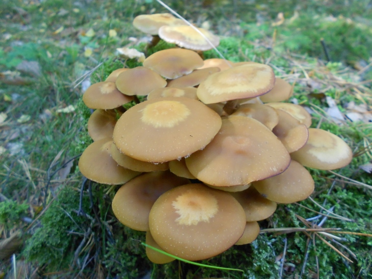 Kuehneromyces mutabilis.jpg