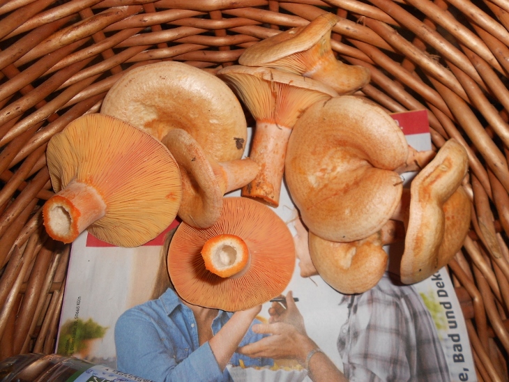 Lactarius deliciosus .jpg