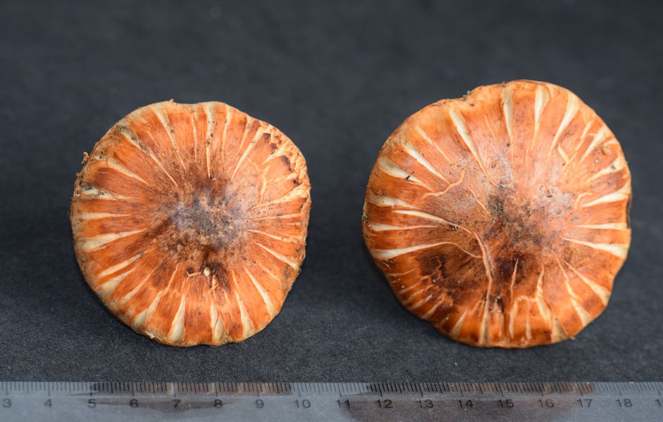 Tricholoma focale_1.0.JPG