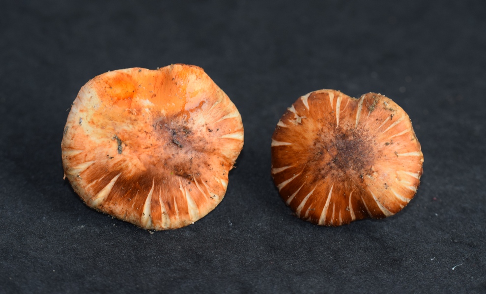 Tricholoma focale_1.1.JPG