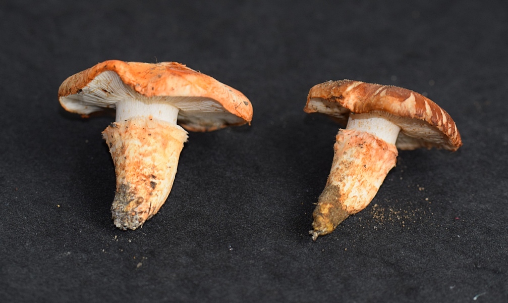 Tricholoma focale_1.2.JPG