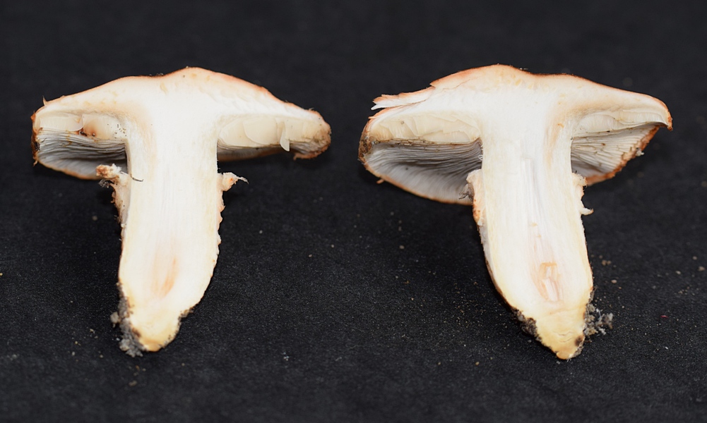 Tricholoma focale_1.4.JPG